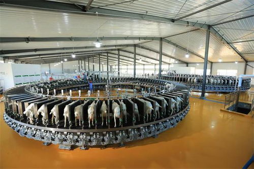 奶源制勝時代 國貨之光星飛洋強勢來襲